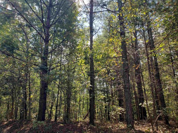 0 CR 414 RD, Falkner, MS 38629
