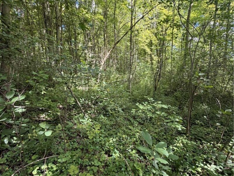 Forman Road, Rock Creek, OH 44084 Photo 6