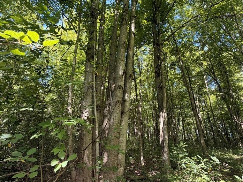 Forman Road, Rock Creek, OH 44084 Photo 7