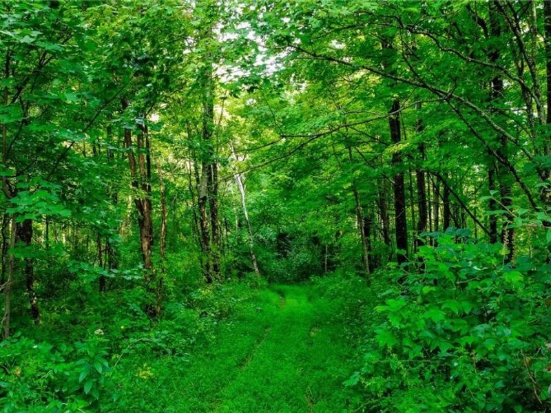 Ogles Ridge Road, Dexter City, OH 45727 Photo 44