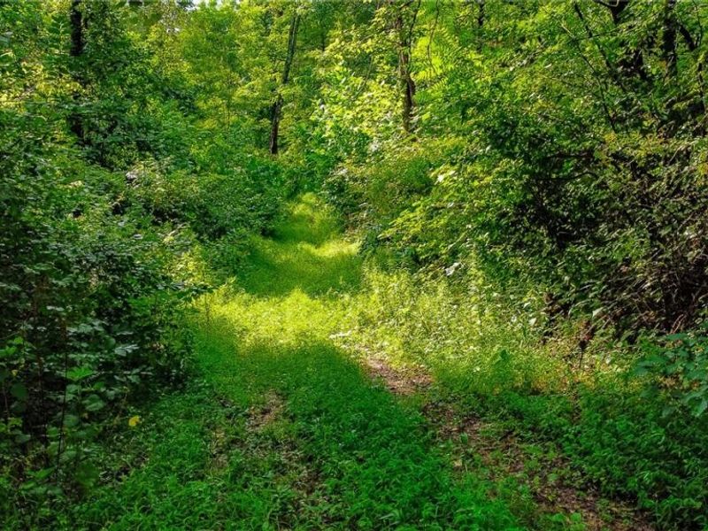 Ogles Ridge Road, Dexter City, OH 45727 Photo 47