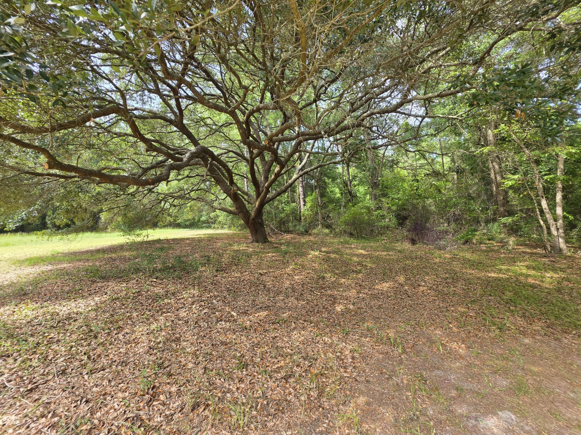 1124 Sallie Manigault Lane Photo 7