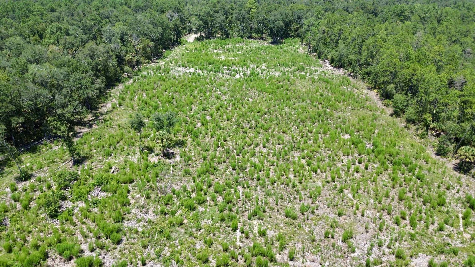 Vacant W Us Hwy 98, Lamont, FL 32336 Photo