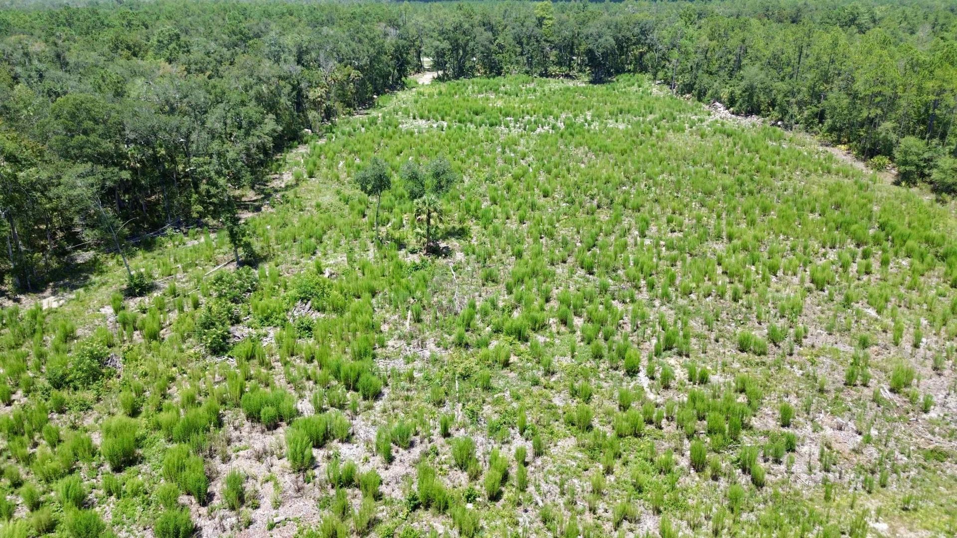 Vacant W Us Hwy 98, Lamont, FL 32336 Photo
