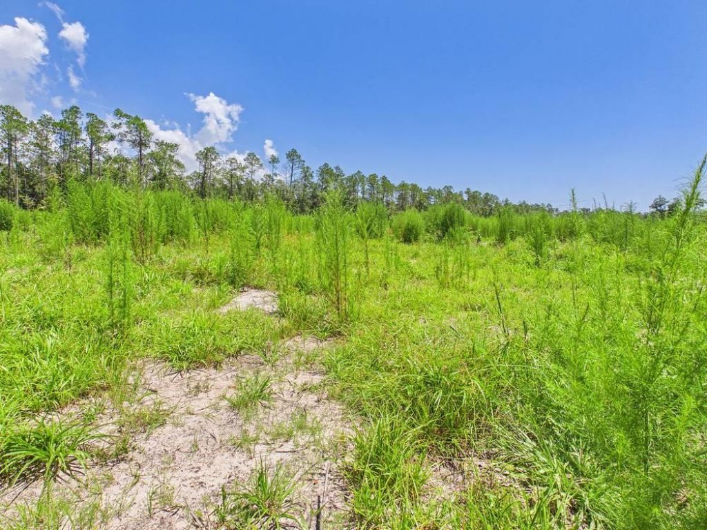 Vacant W Us Hwy 98, Lamont, FL 32336 Photo
