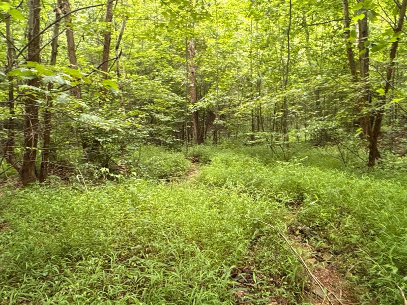 165 Swift Creek Road, Beaver, OH 45613 Photo 13
