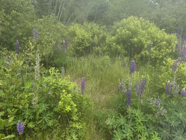 16 Smalls Point Road , Machiasport, ME 04655