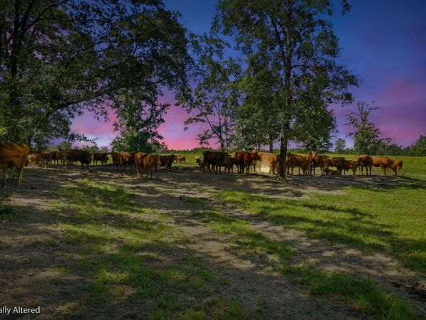 520 Acres US Hwy 331 N, DeFuniak Springs, FL 32433
