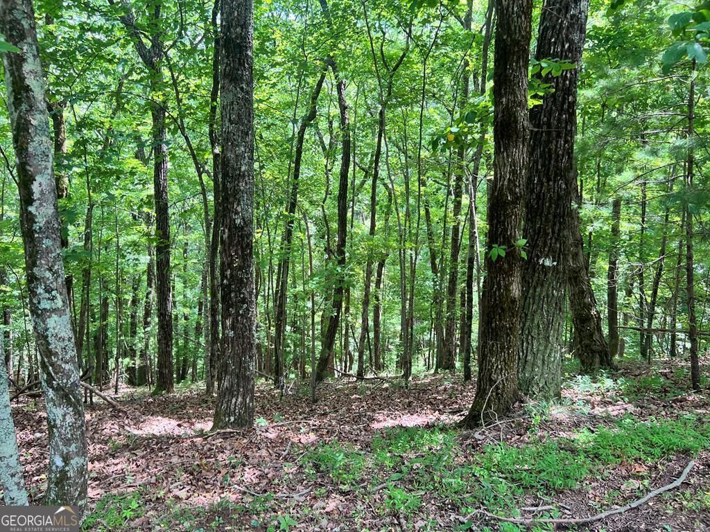 Lt G667-g68 Mountain Oak Road, Ellijay, GA 30536 Main Photo