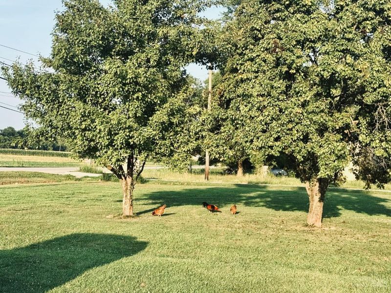 4464 Tri County Highway, Mount Orab, OH 45154 Photo 9