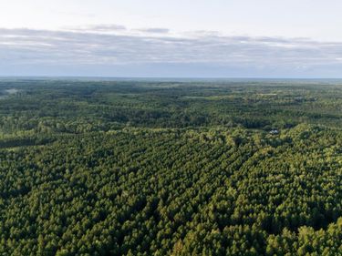 NESW Forest Road 3845 NE, Pennington, MN 56663