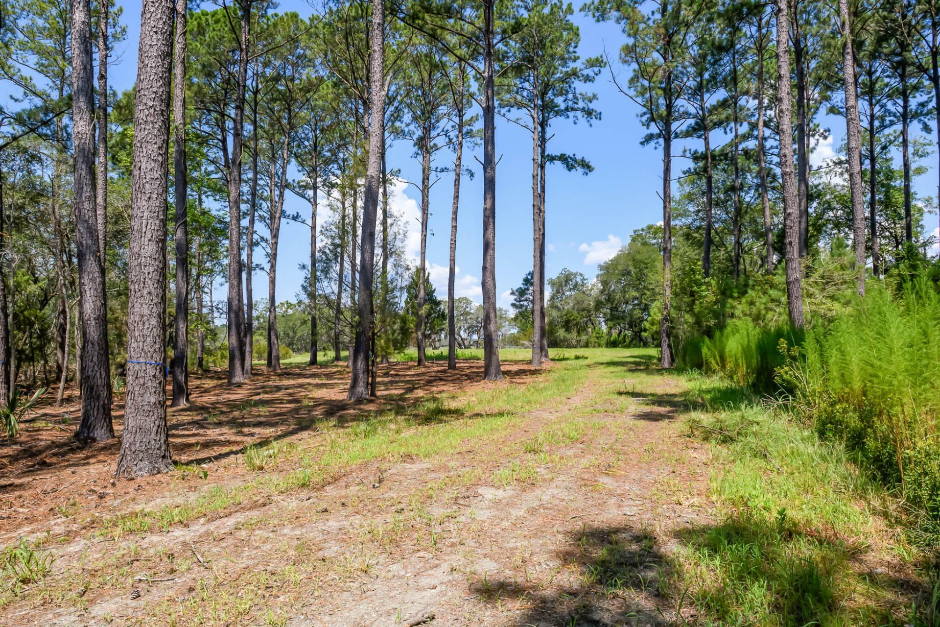 6258 Josie Ridge Road Photo 10