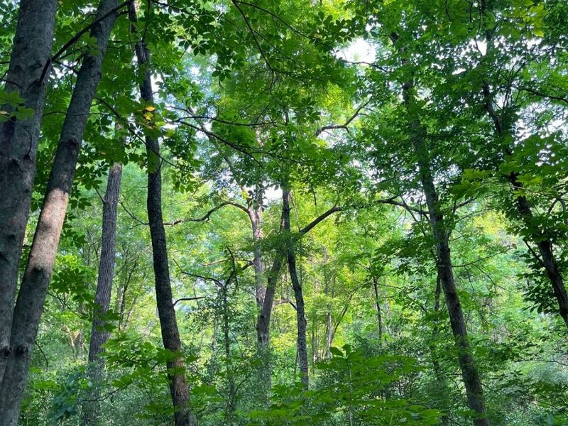 Young Hickory Road, Blue Rock, OH 43720 Photo 27