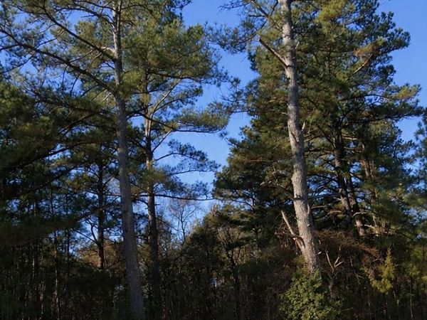 000 Roanoke Chapel Road , Littleton, NC 27850