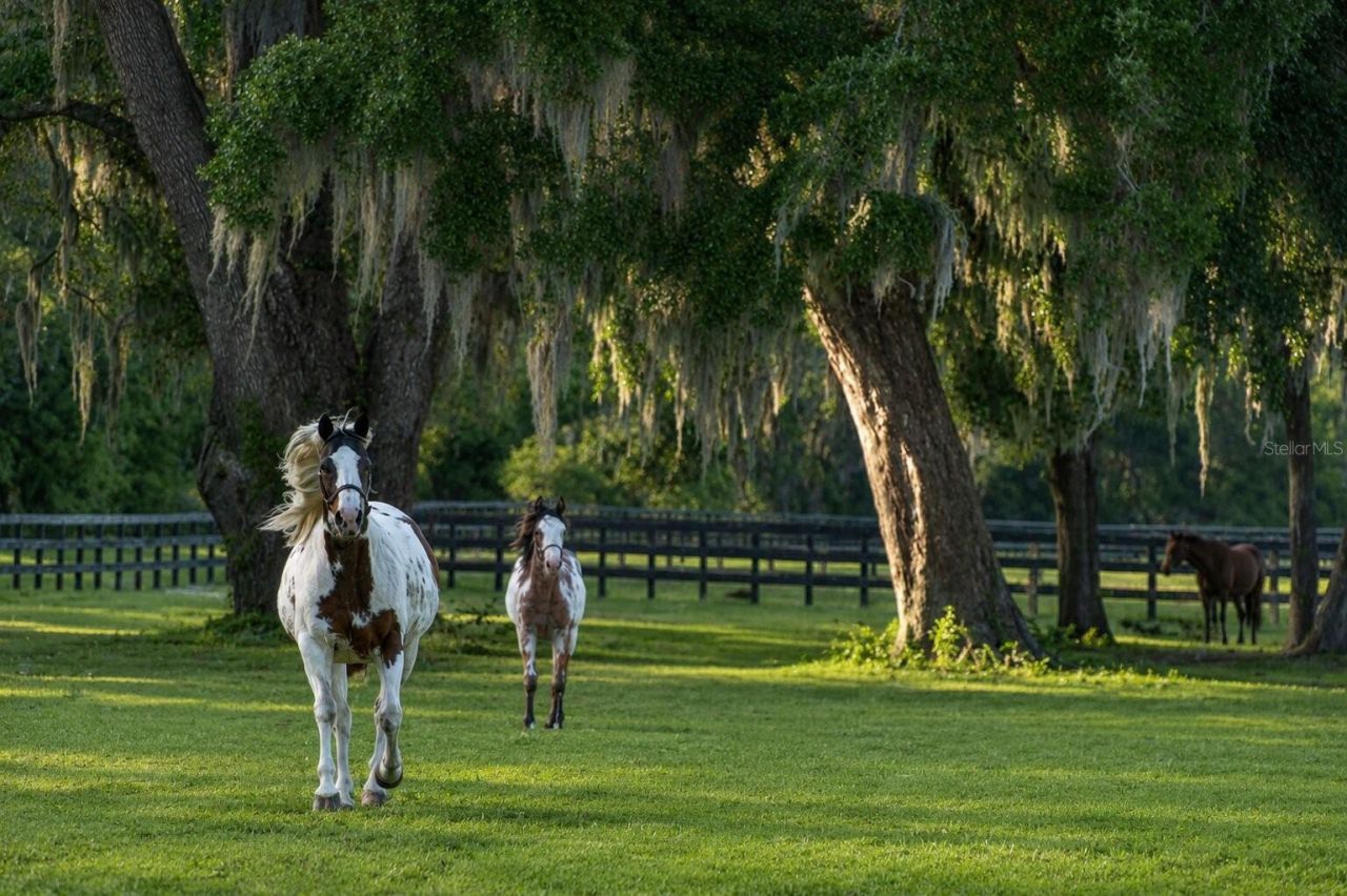 Tbd (lot 14-w) SW 138th Loop, Dunnellon, FL 34432 Photo