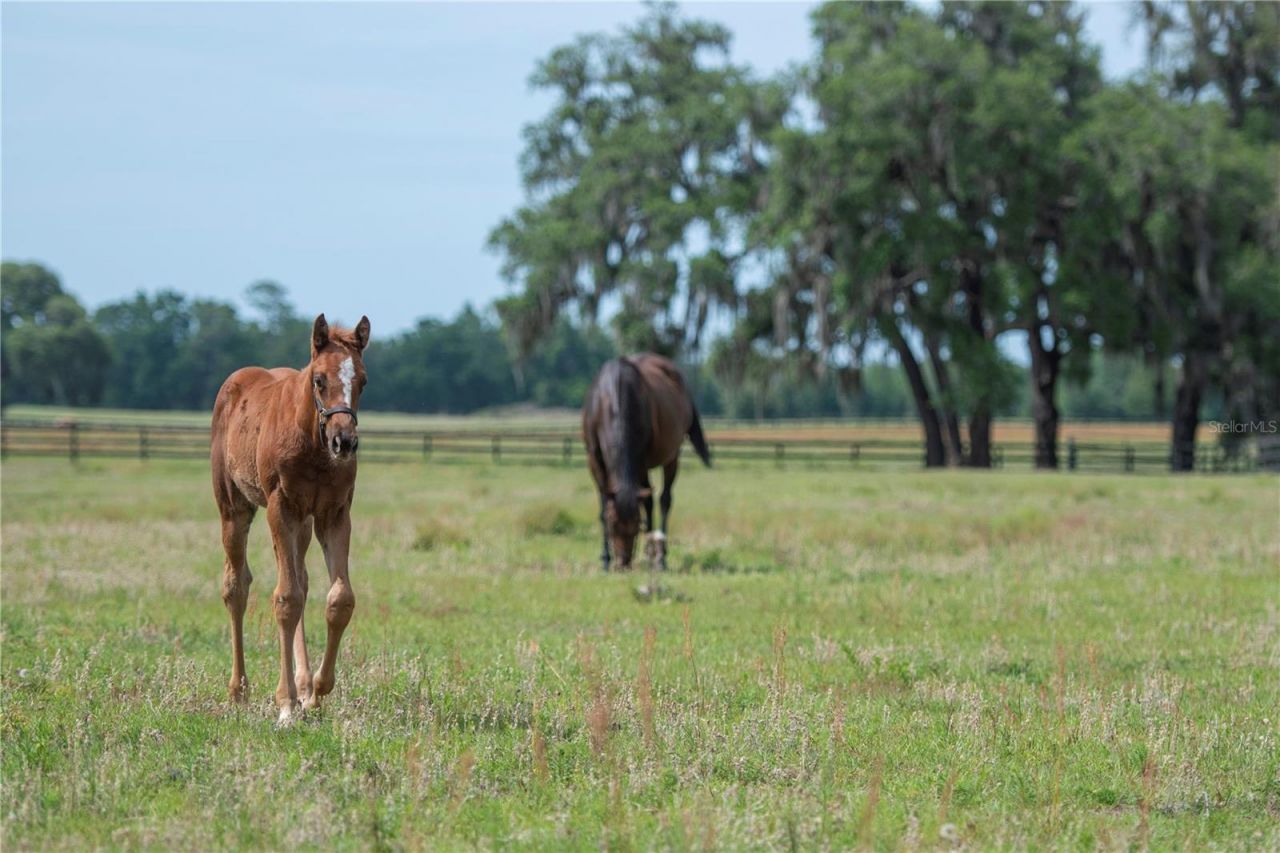Tbd (lot 14-w) SW 138th Loop, Dunnellon, FL 34432 Photo