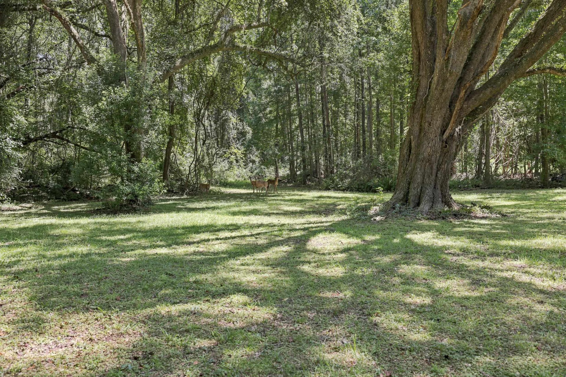 9737 Faraway Farm Road, Tallahassee, FL 32317 Photo