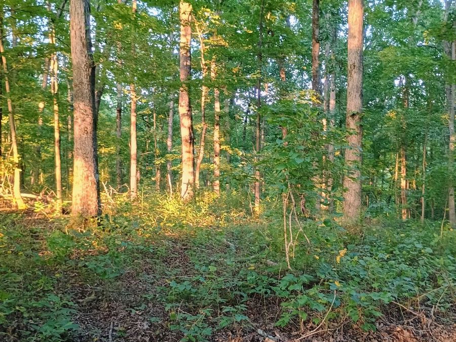 Property Image 8