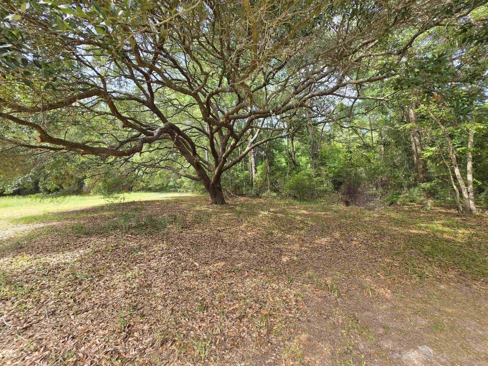 1124 Sallie Manigault Ln  Photo 7