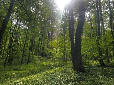 Ivan Mereness Road, Decatur, NY 12197