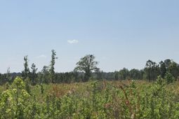 1725 Bethel Forest Road photo 4