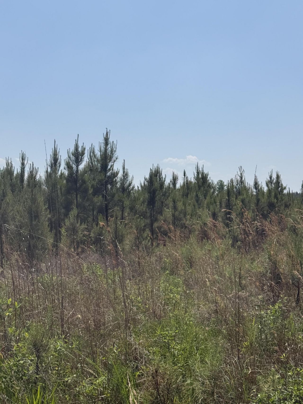 1725 Bethel Forest Road Photo 4