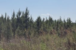 1725 Bethel Forest Road photo 4
