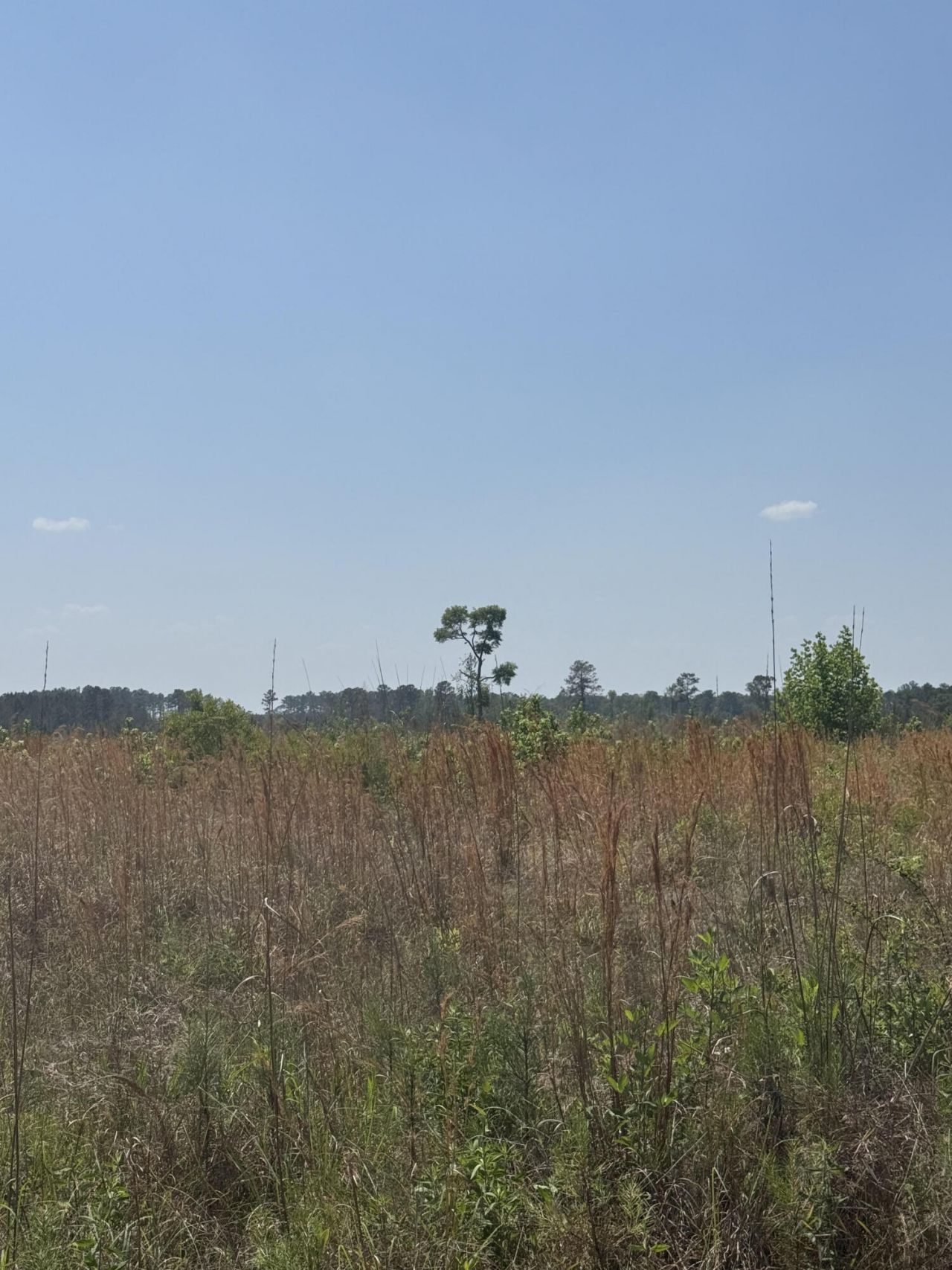 1725 Bethel Forest Road Photo 5