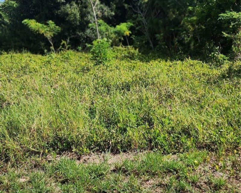 26532 Angelica Road, Punta Gorda, FL 33955 Photo