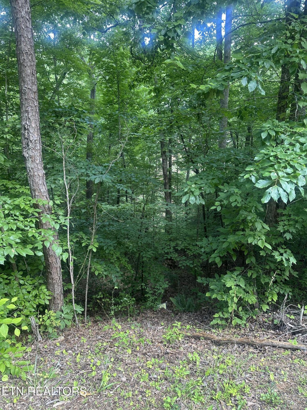 Dogwood Tr, Maynardville, TN 37807 Main Photo