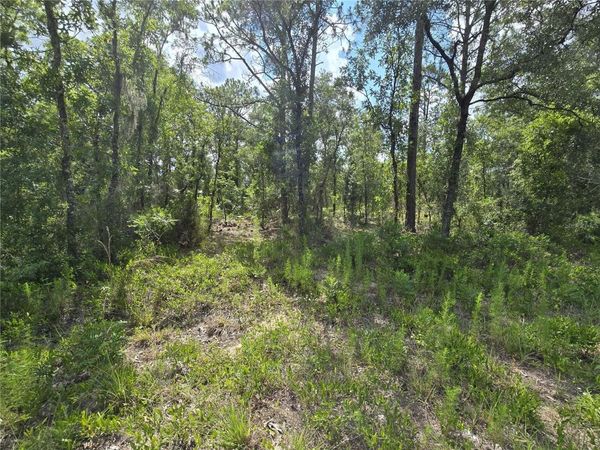 00 NE 121ST AVENUE , WILLISTON, FL 32696