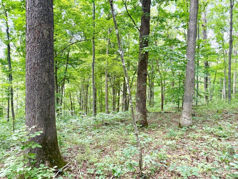 13568 St Rt 73, Franklin Twp, OH 45660 Photo 23