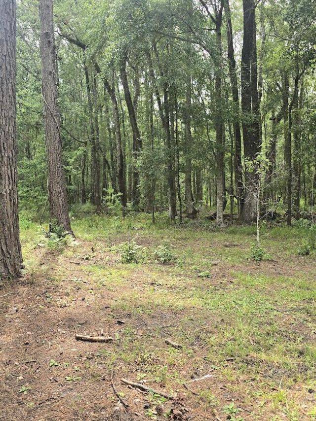 6210 Smoak Retreat Road Photo 10
