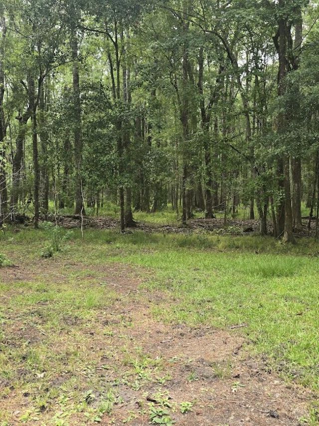 6210 Smoak Retreat Road Photo 11