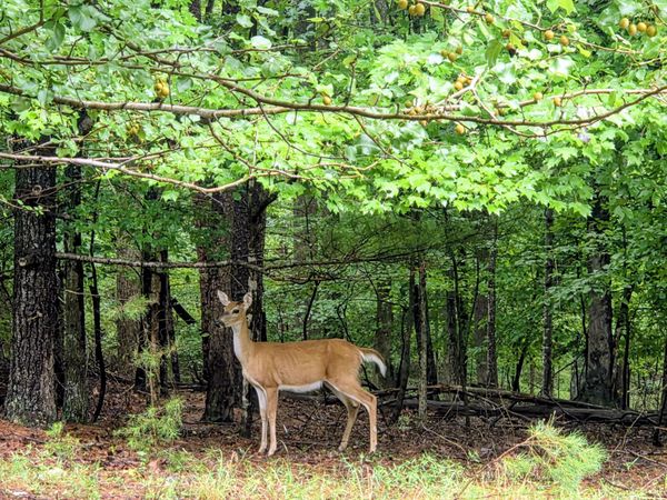 Lot 25 Gap Bridge RD , Moneta, VA 24121