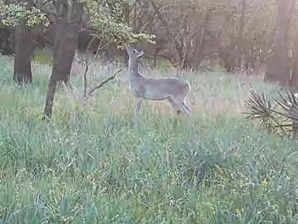none c.r. 386 , Marquez, TX 77865