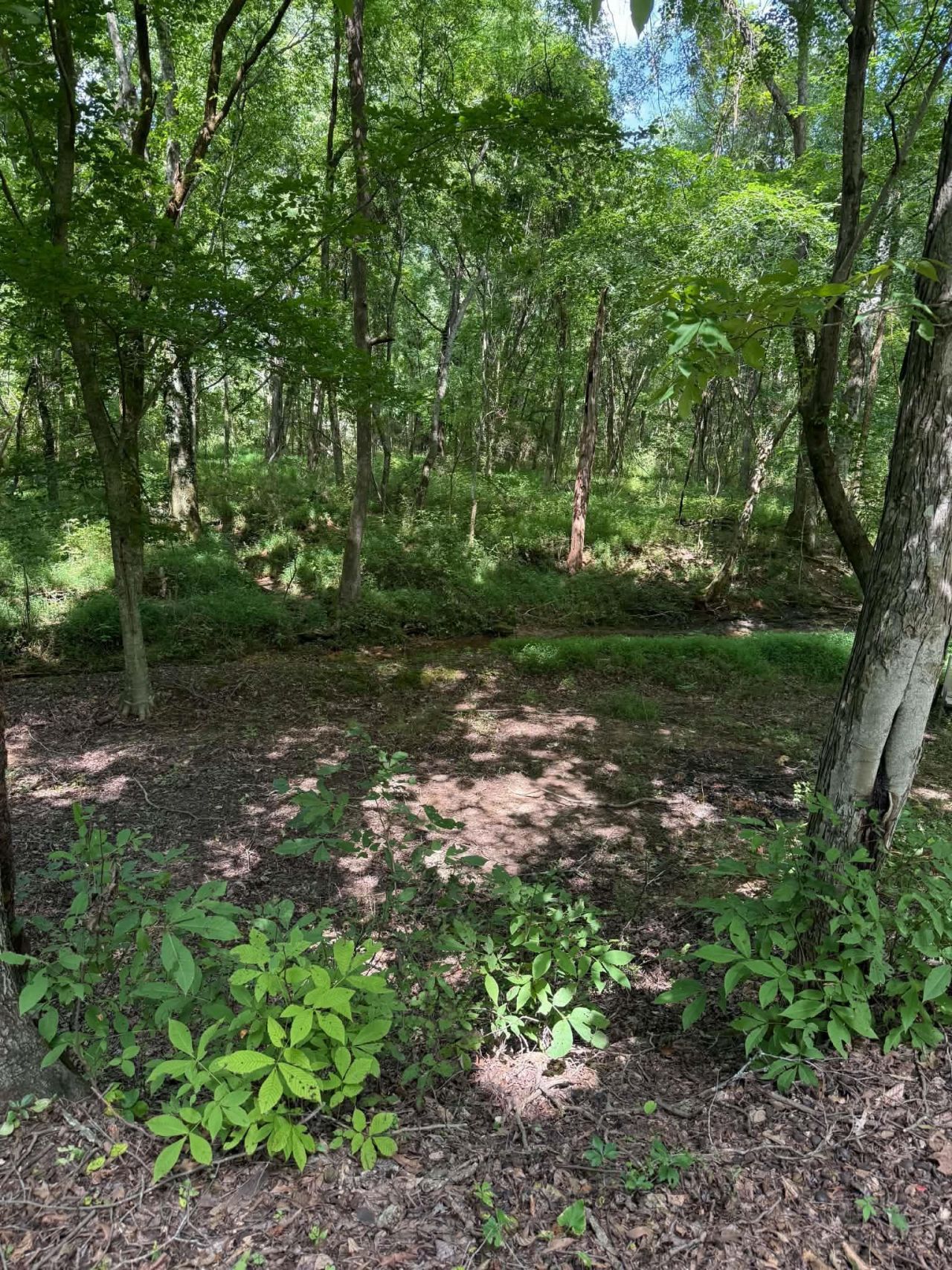 219 York Dr, Rogersville, AL 35652 Main Photo