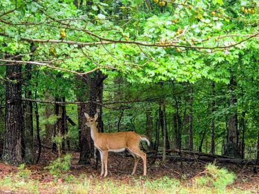 0 Gap Bridge Road, Moneta, VA 24121