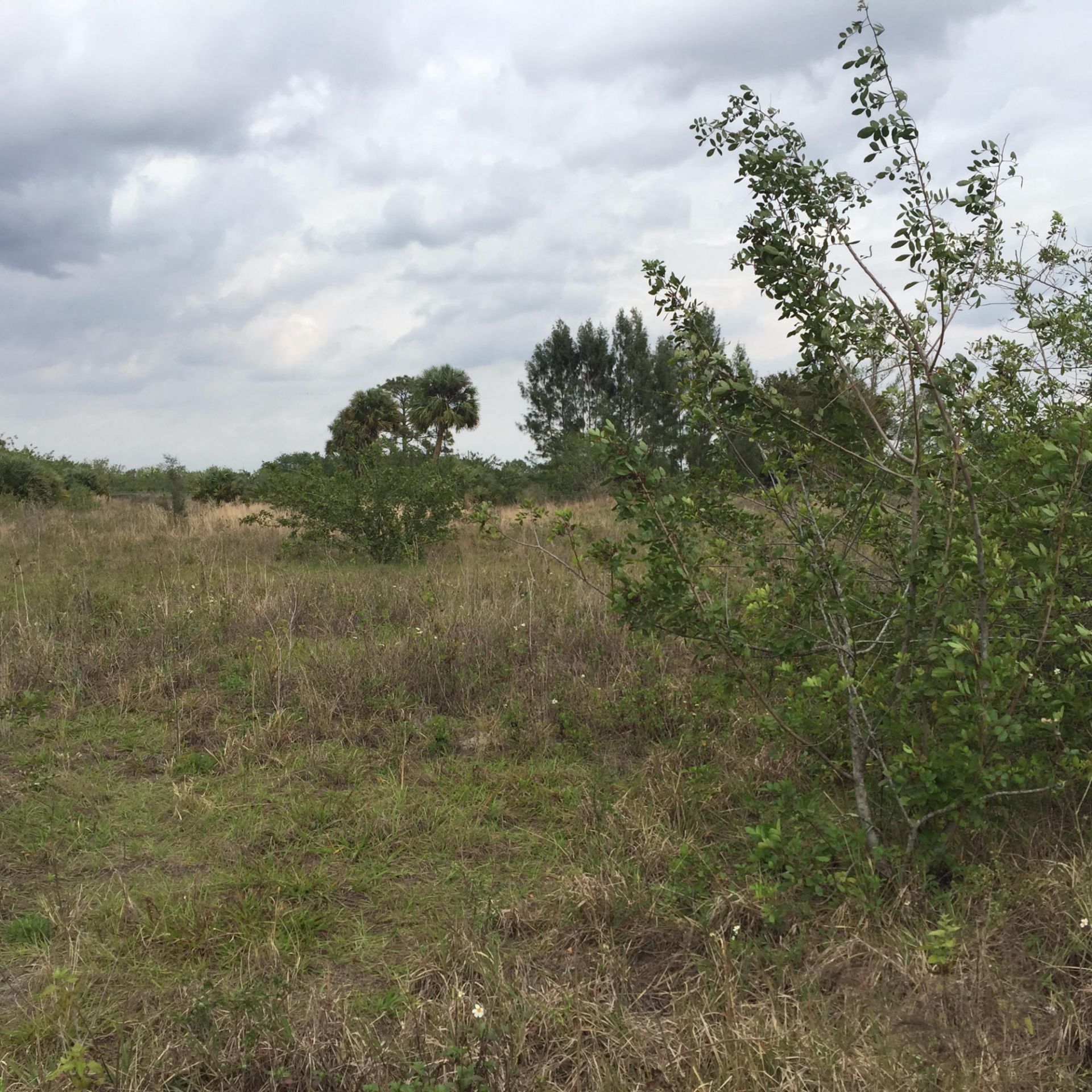 20636 Louise Street, Loxahatchee, FL 33470 Photo