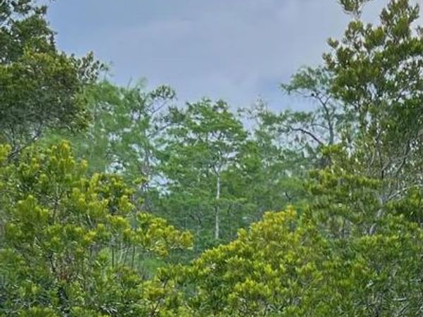 MALAUKA LOOP , OCKLAWAHA, FL 32179