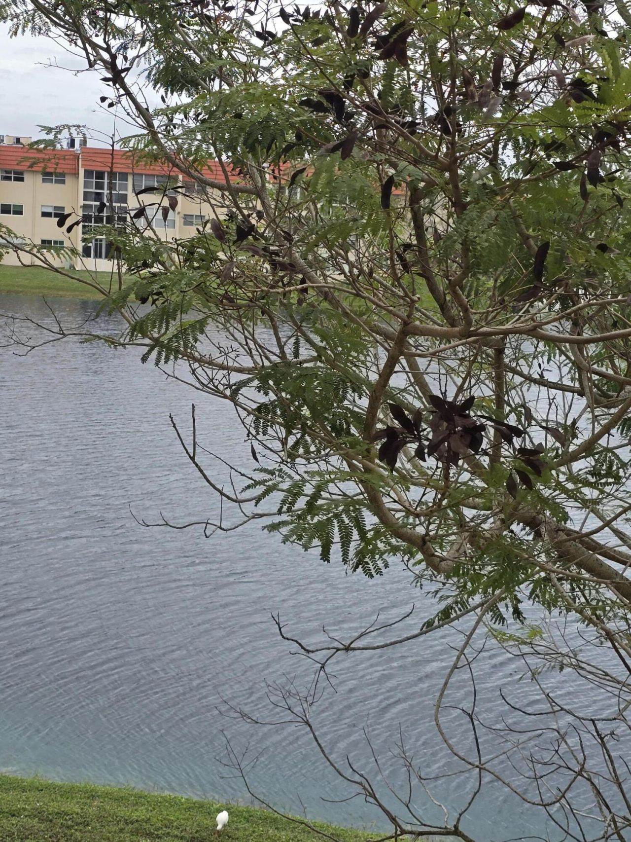 2800 W Sunrise Lakes Drive W, Unit 312, Sunrise, FL 33322 Photo