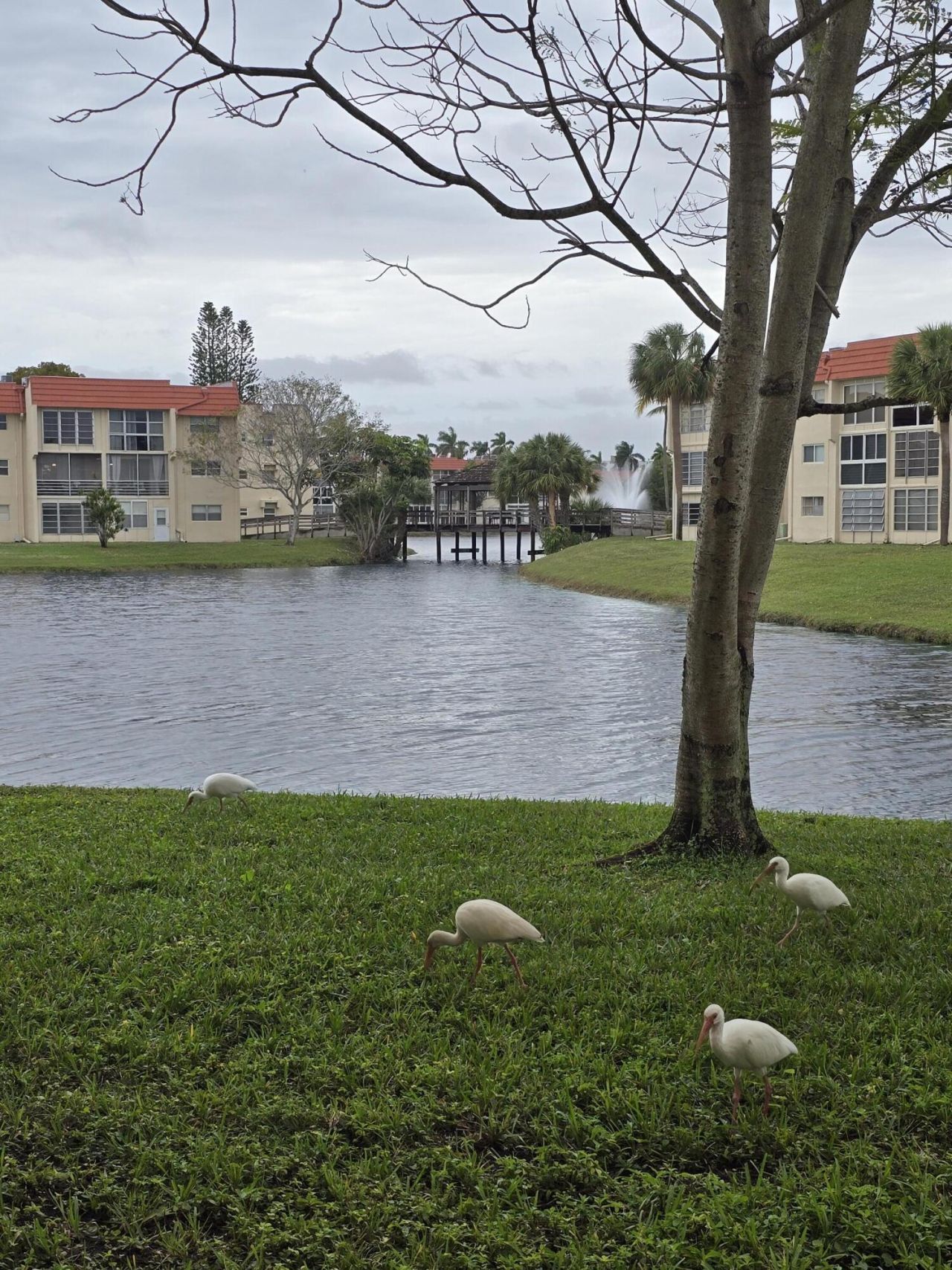 2800 W Sunrise Lakes Drive W, Unit 312, Sunrise, FL 33322 Photo