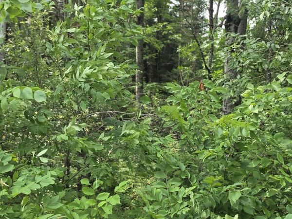 Lt1 Old Rail Rd, Wausaukee, WI 54177