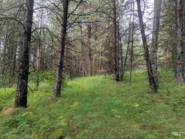 TBD 5ac Jackpine Rd, CottonWood, ID 83522