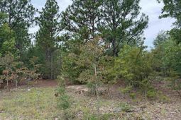 000 C0llum Pond Road photo 4