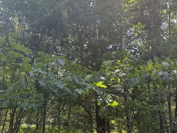 545 S Rice Lake Road, Forsyth Twp, MI 49841