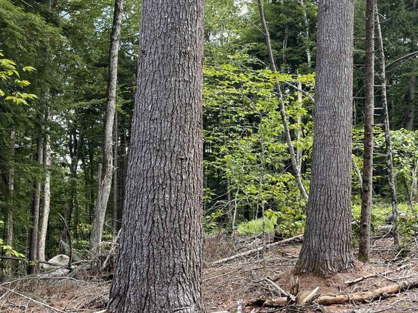 Lots 7 & 10 Underwood Road, Unit Map 221 Lots 007 & 01, Acworth, NH 03601