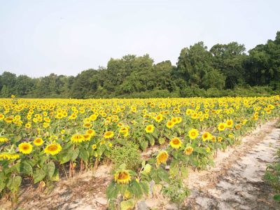 17.74 Acres - S Deerfield Rd. , Johnsonville, SC 29555