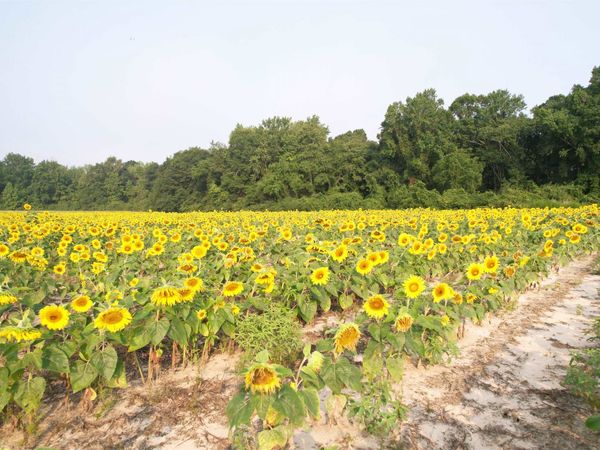 17.74 Acres - S Deerfield Rd. , Johnsonville, SC 29555
