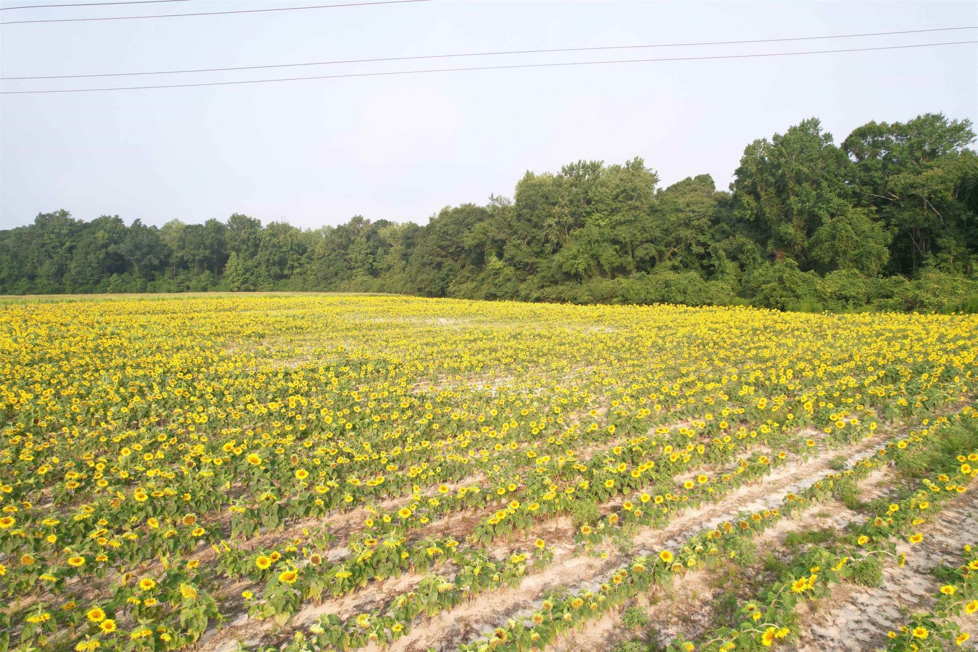 17.74 Acres - S Deerfield Rd.  Photo 4